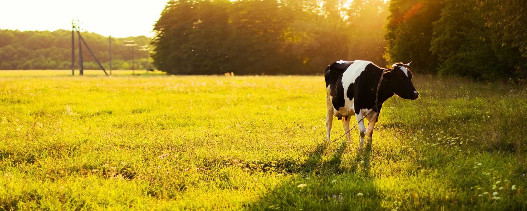 vaca-pastando-prado